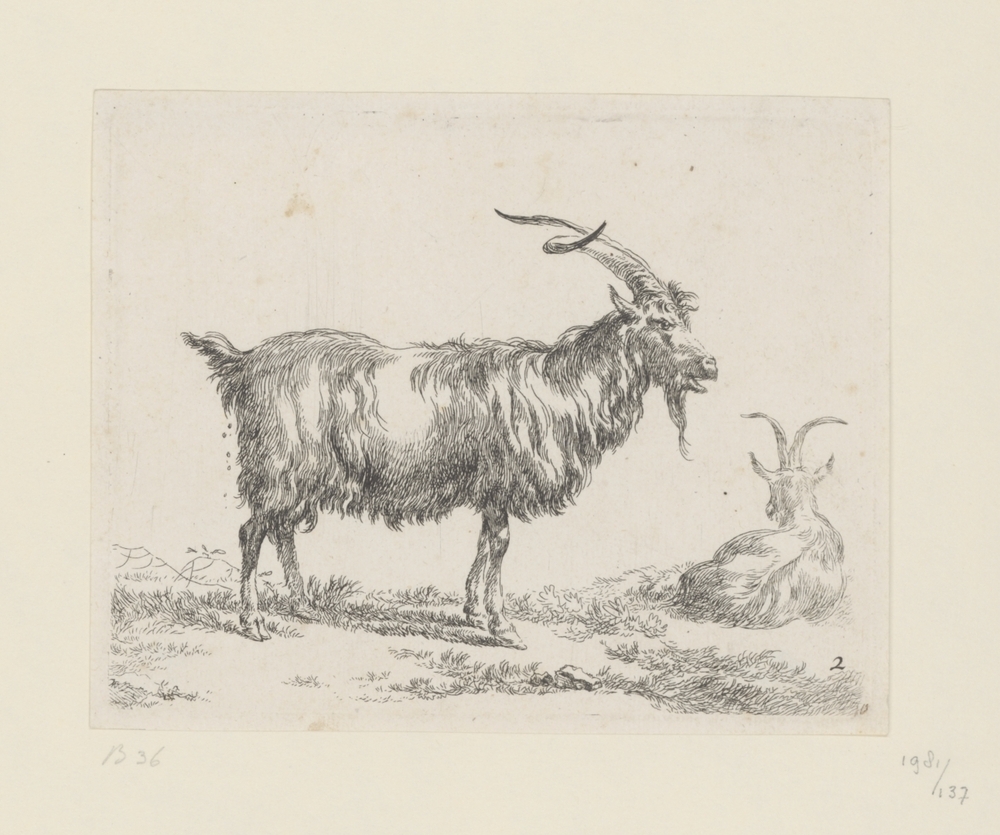 Twee geiten (Serie: Geiten)