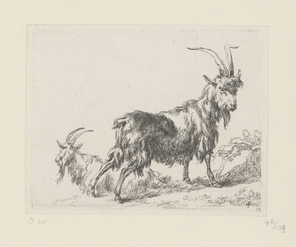 Twee geiten of bokken (serie: Geiten)