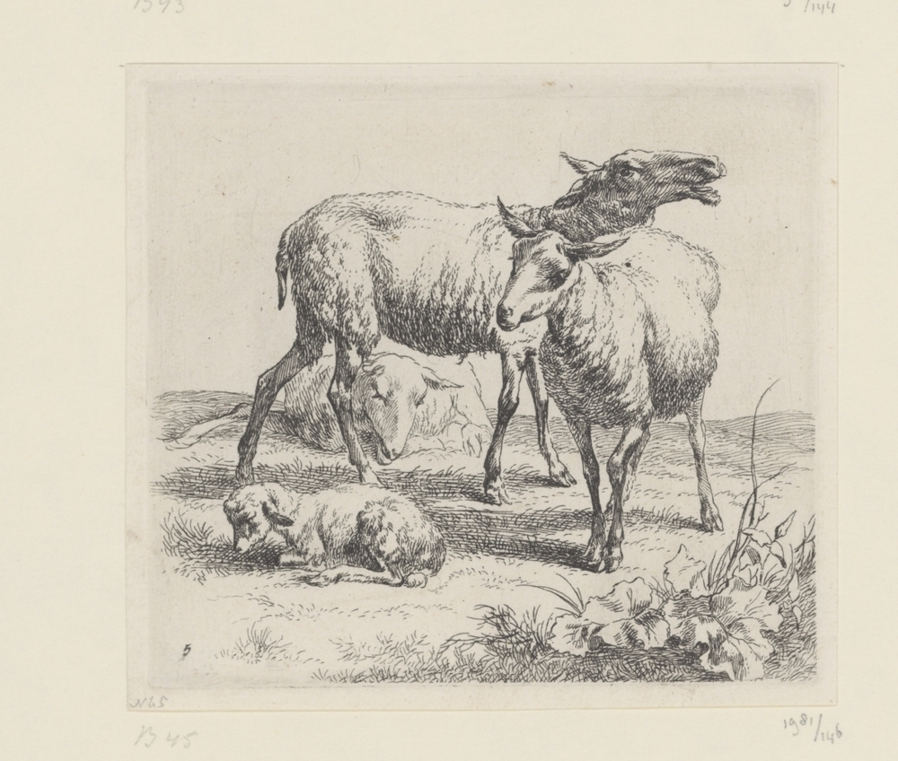 Blatend schaap tussen twee schapen en een lam (serie: Schapen)