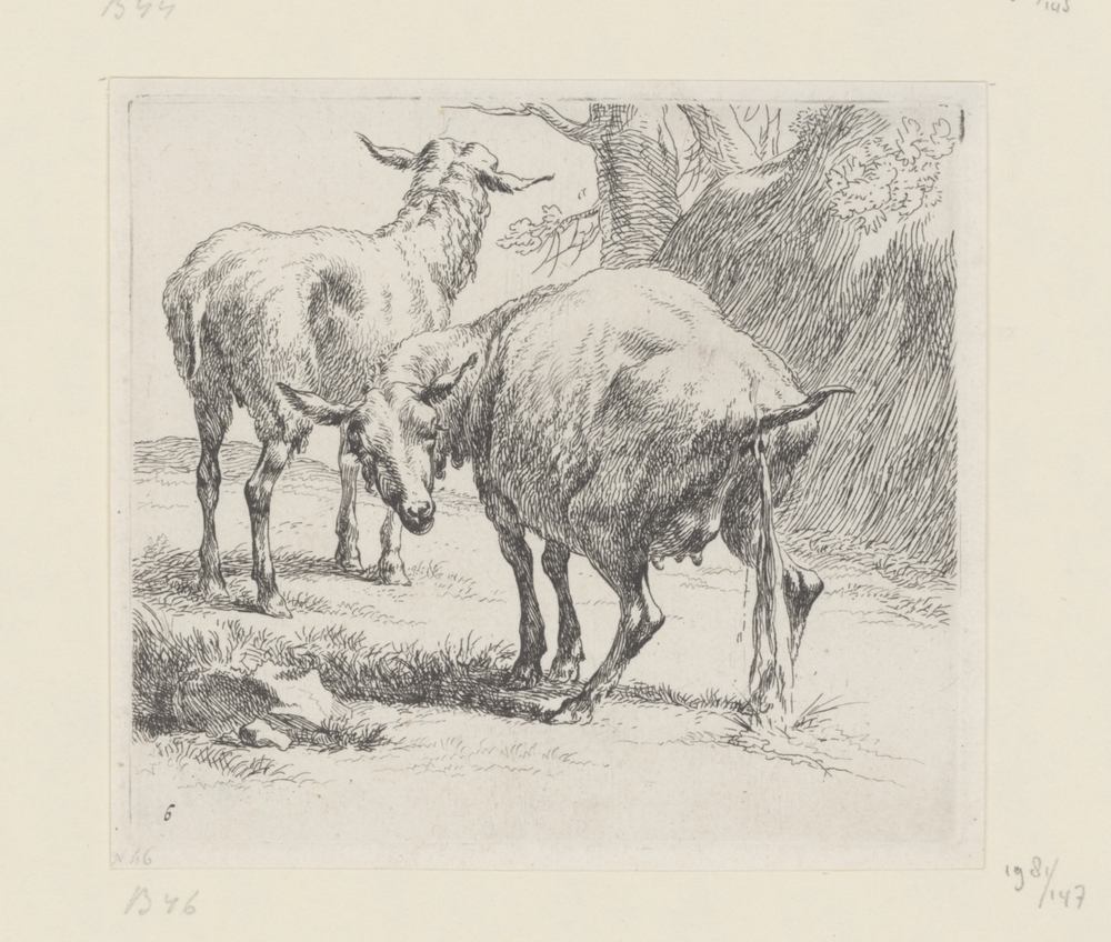 Pissende ooi en een schaap (serie: Schapen)