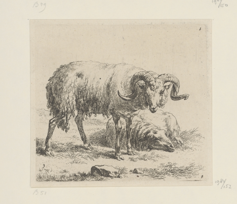 Ram en schaap (serie: Verschillende dieren)