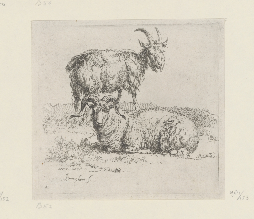 Ram en geit (serie: Verschillende dieren)