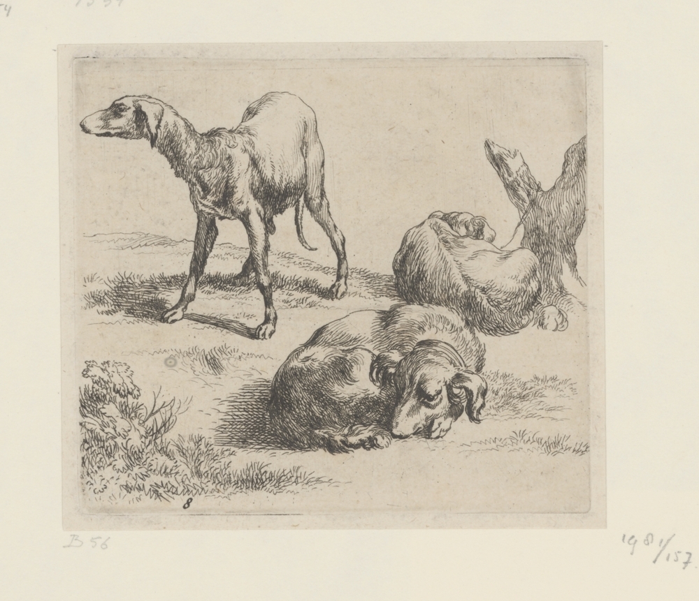 Drie honden (serie: Verschillende dieren)