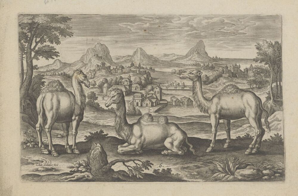 Dromedarissen en een kameel (serie: Animalium Quadrupedum)