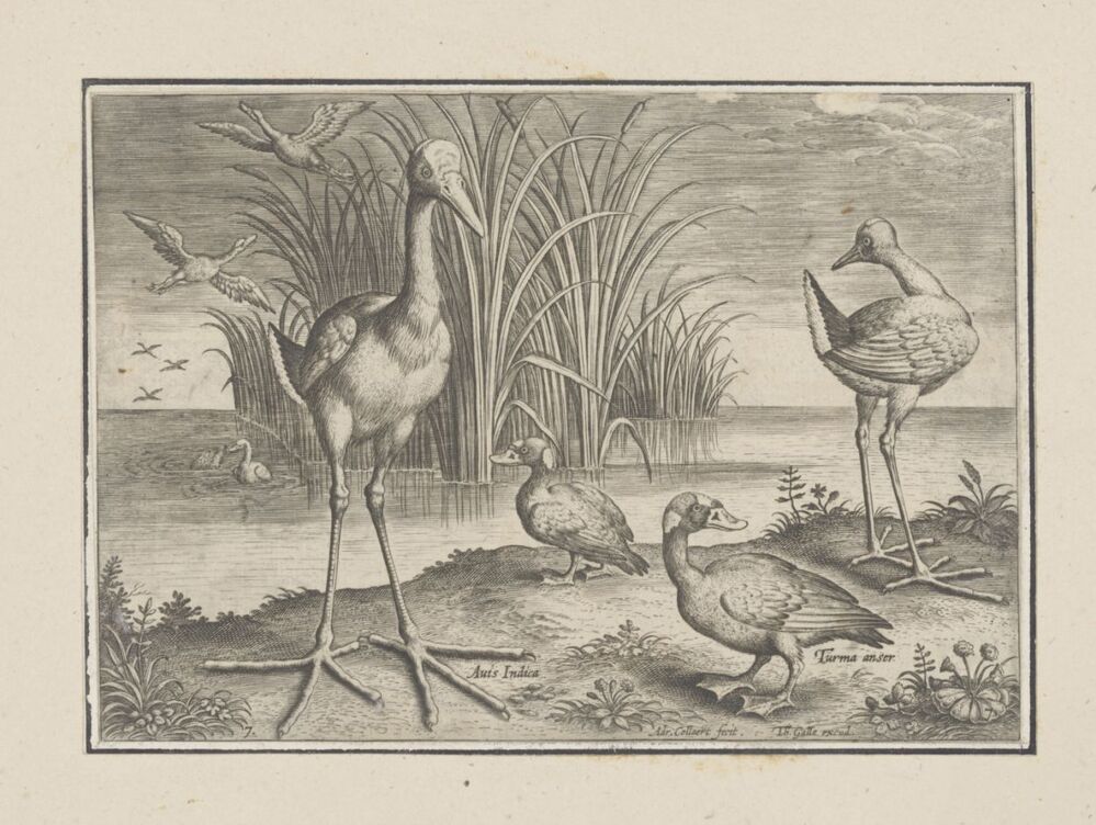 Enkele watervogels aan een oever (serie: Avium vivae icones)