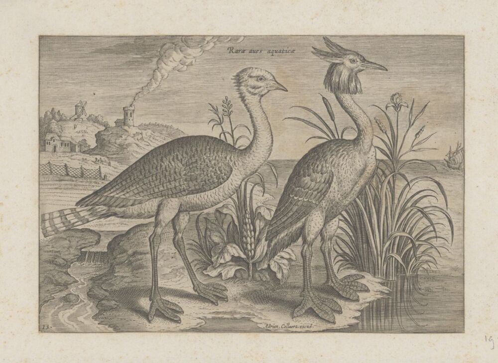 Twee waadvogels in een landschap (serie: Avium Vivae Icones)