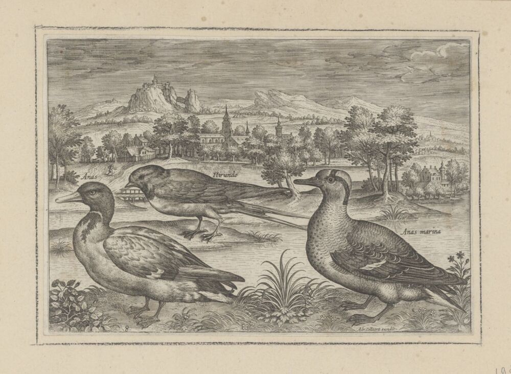 Enkele vogels in een landschap (serie: Avium Vivae Icones)