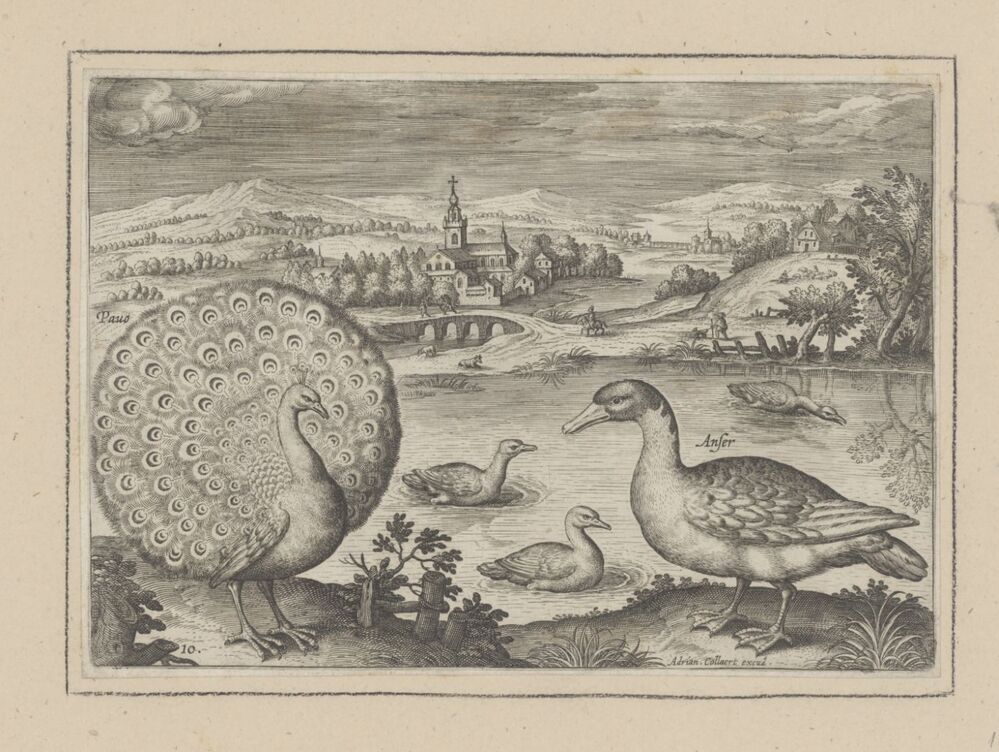 Pauw en gans in een landschap (serie: Avium Vivae Icones)