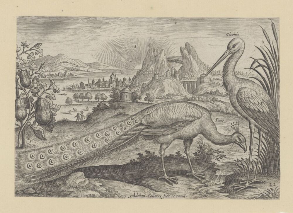 Pauw en ooievaar in een landschap (serie: Avium Vivae Icones)