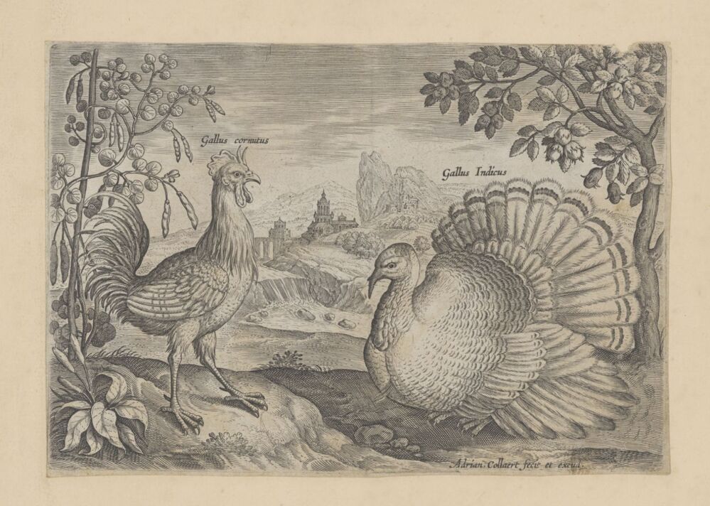 Twee hoenderen in een landschap (serie: Avium Vivae Icones)