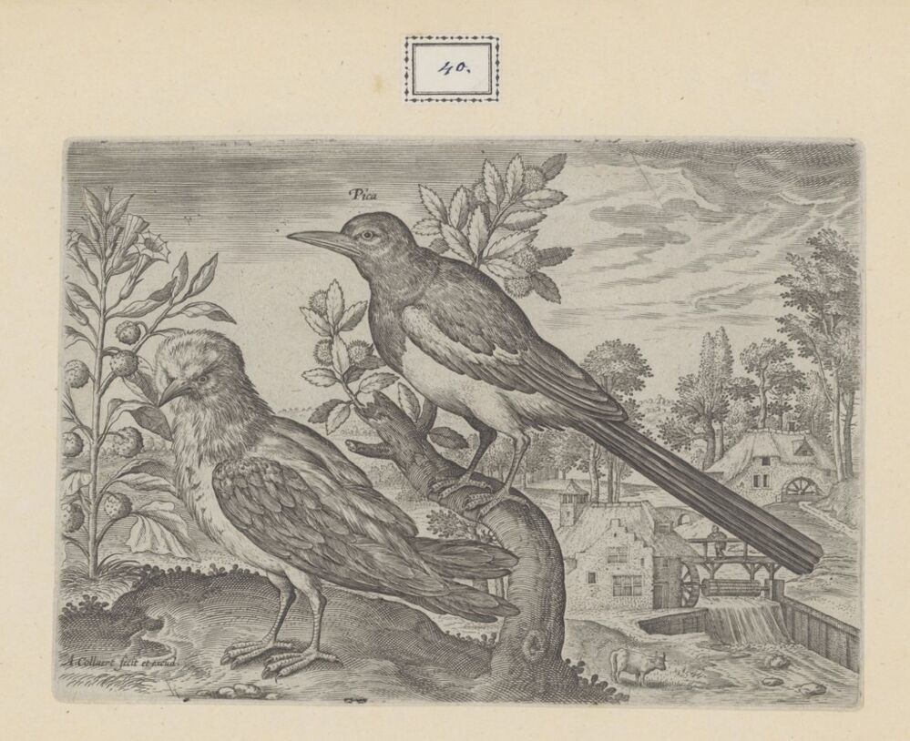 Twee vogels in een landschap (serie: Avium Vivae Icones)