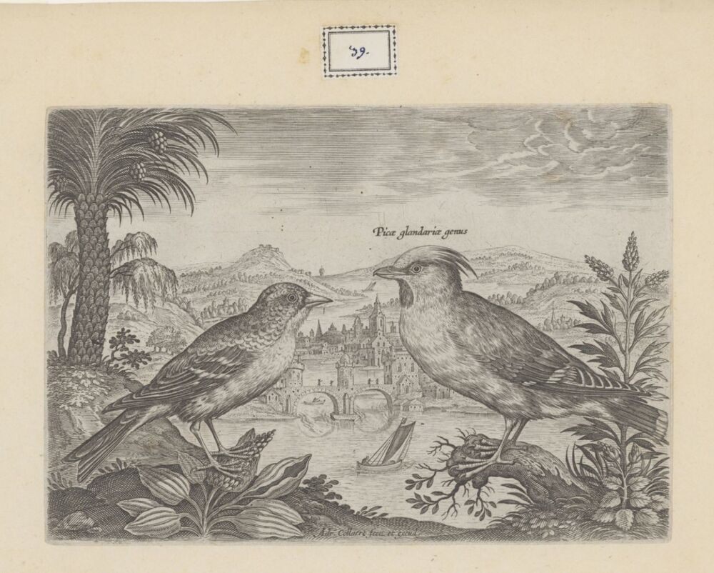 Twee vogels en landschap (serie: Avium Vivae Icones)