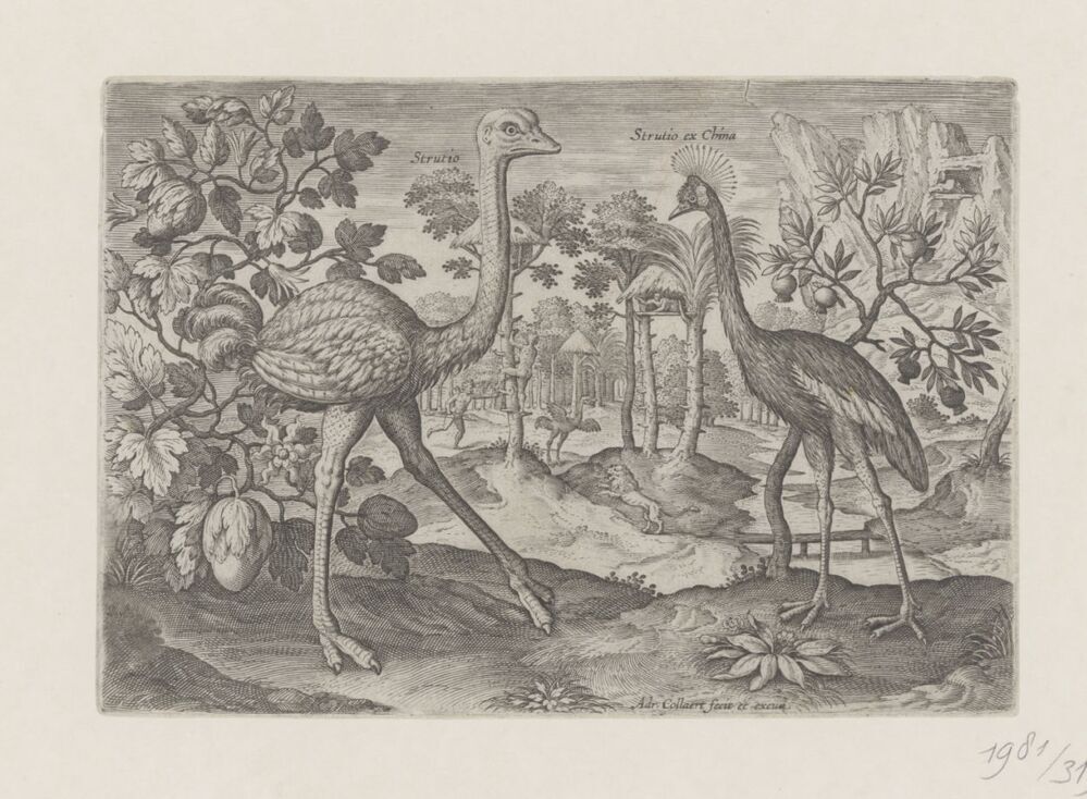 Twee loopvogels in een landschap (serie: Avium Vivae Icones)