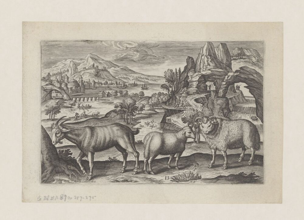 Schaap, ram en geit (uit de serie: Animalium quadrupedum)