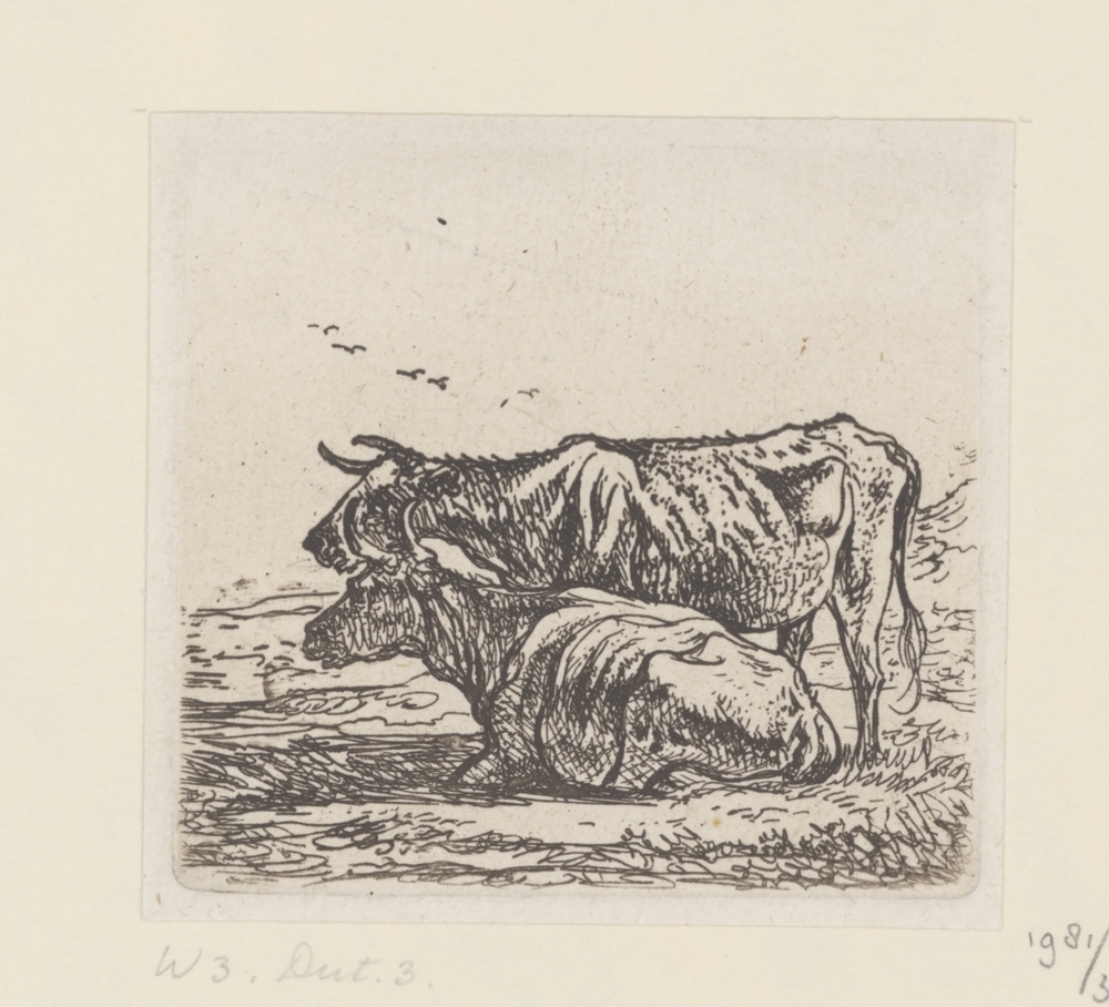 Twee koeien (serie: Koeien)