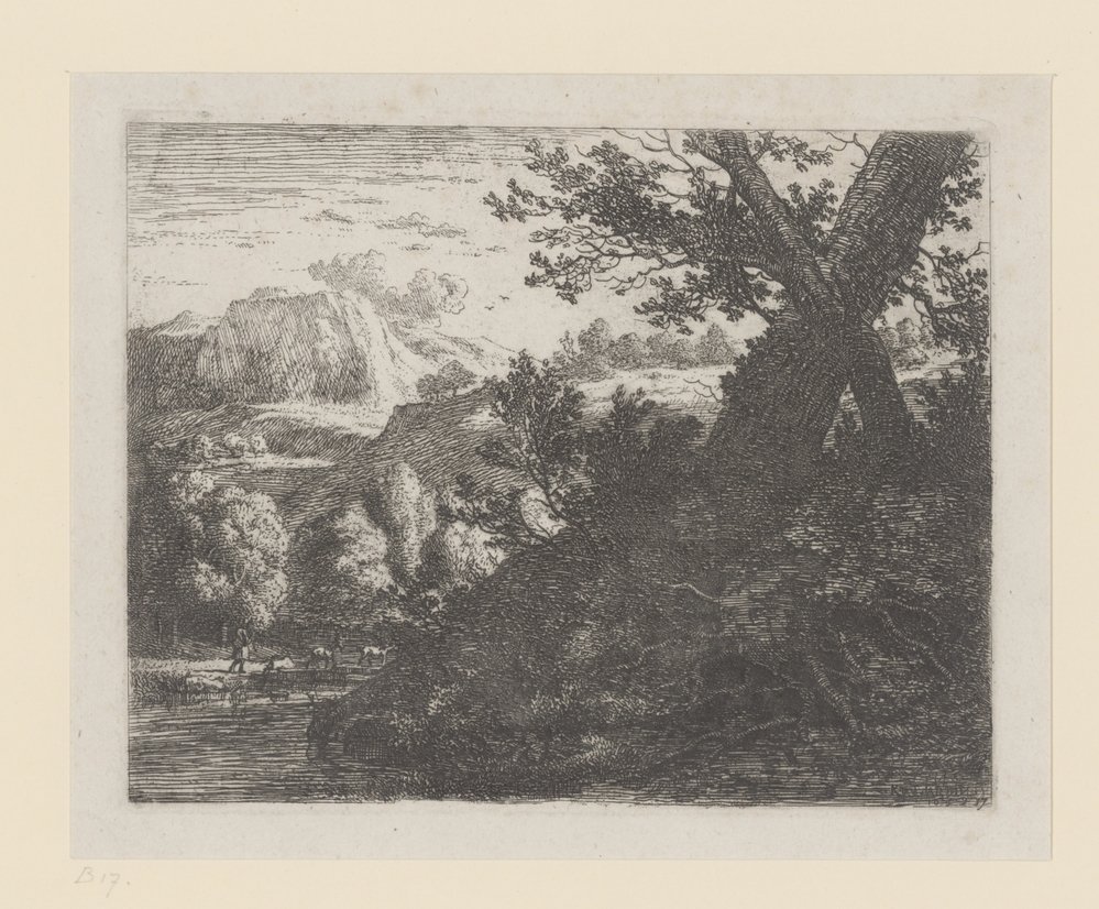 Landschap met boom met blootgelegde wortels