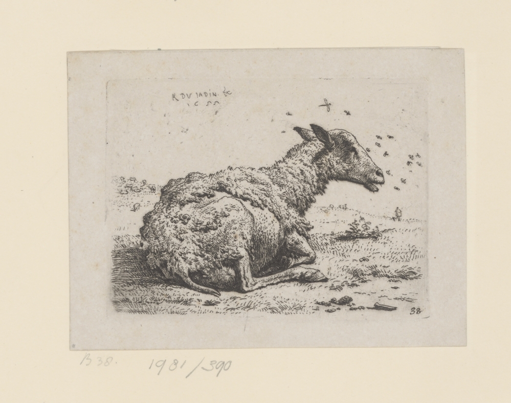 Liggend schaap met vliegen