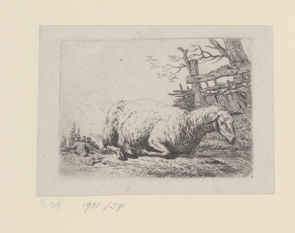 Schaap bij een gevlochten hek