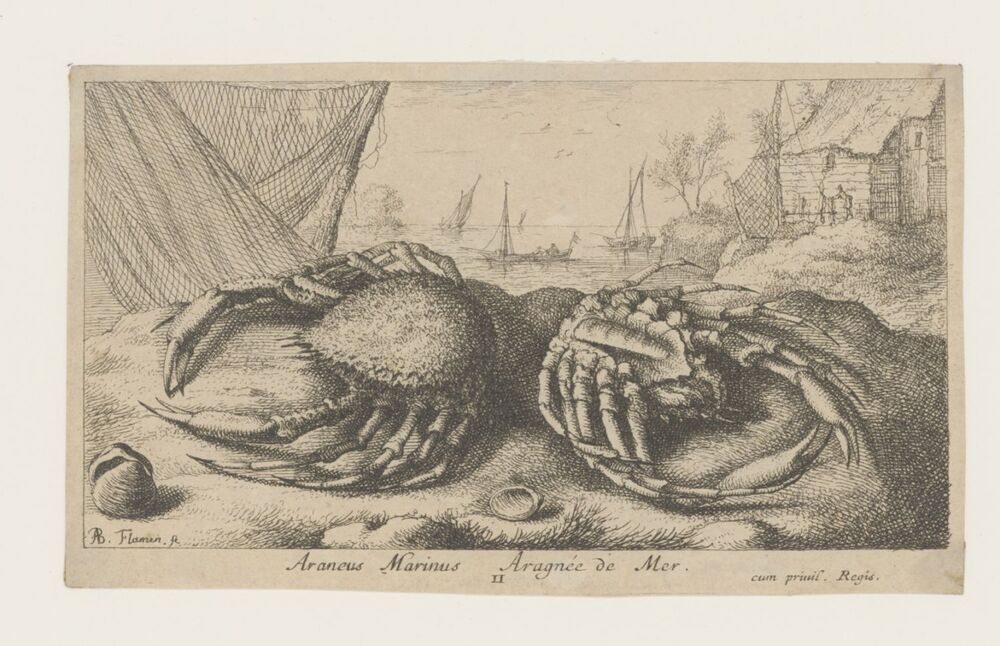 Twee spinkrabben bij een visnet (serie: Vissen en andere zeedieren - zoutwater tweede reeks )