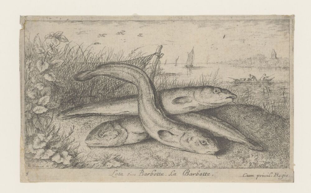 Drie kwabalen op een rivieroever (serie: Vissen en andere zeedieren - zoetwater eerste reeks)