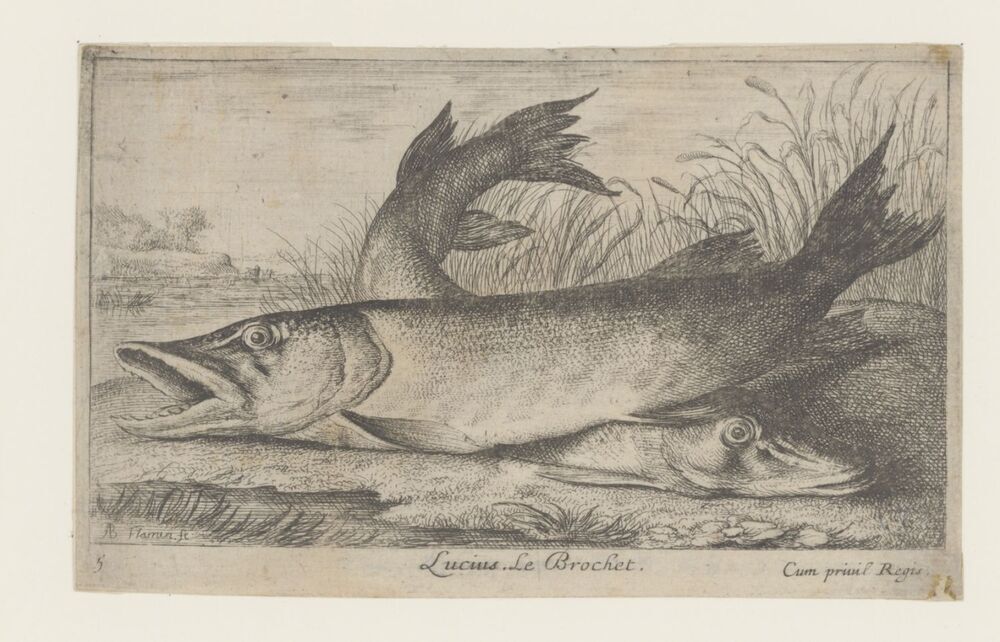 Twee snoeken op een rivieroever (serie: Vissen en andere zeedieren - zoetwater, eerste reeks)