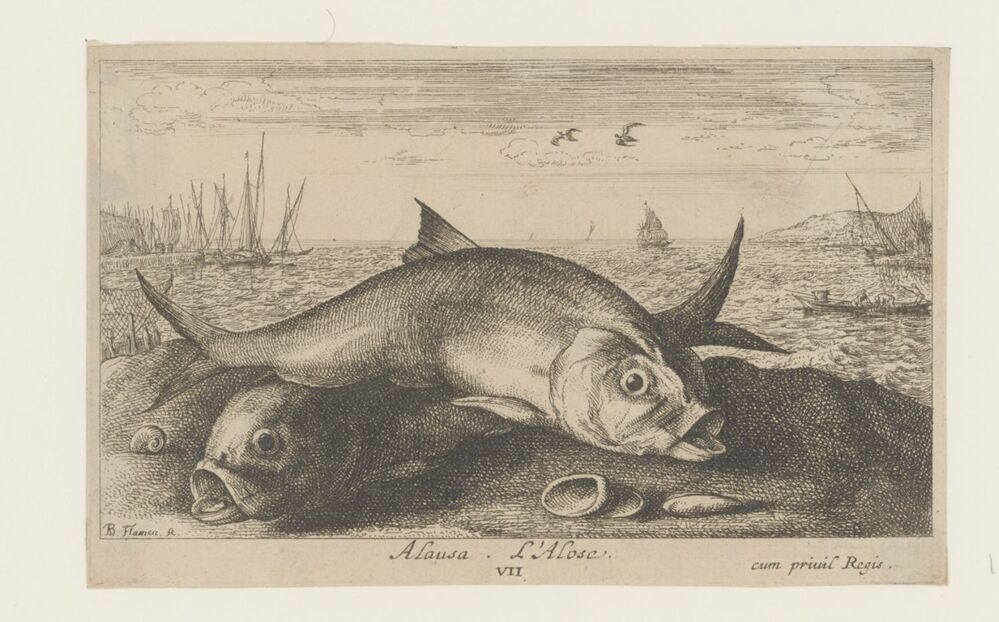 Twee elften op het strand (serie: Vissen en andere zeedieren - zoutwater tweede reeks)