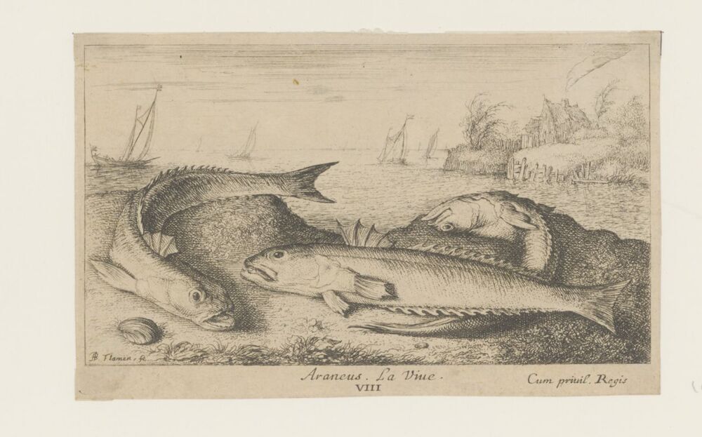 Drie gevlekte pietermannen op het strand (serie: Vissen en andere zeedieren - zoutwater, tweede reeks)