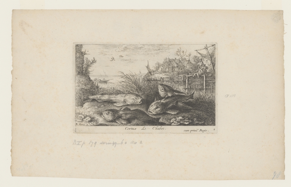 Vier kopvoornen op een rivieroever (serie: Vissen en andere zeedieren - zoetwater. tweede reeks)