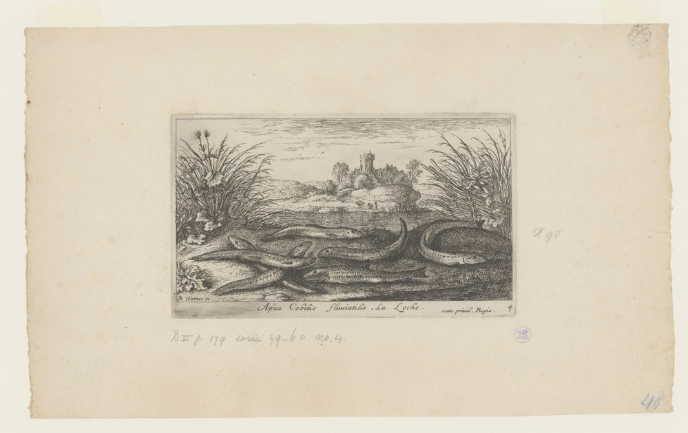 Modderkruipers op een rivieroever (serie: Vissen en andere zeedieren - zoetwater. tweede reeks)