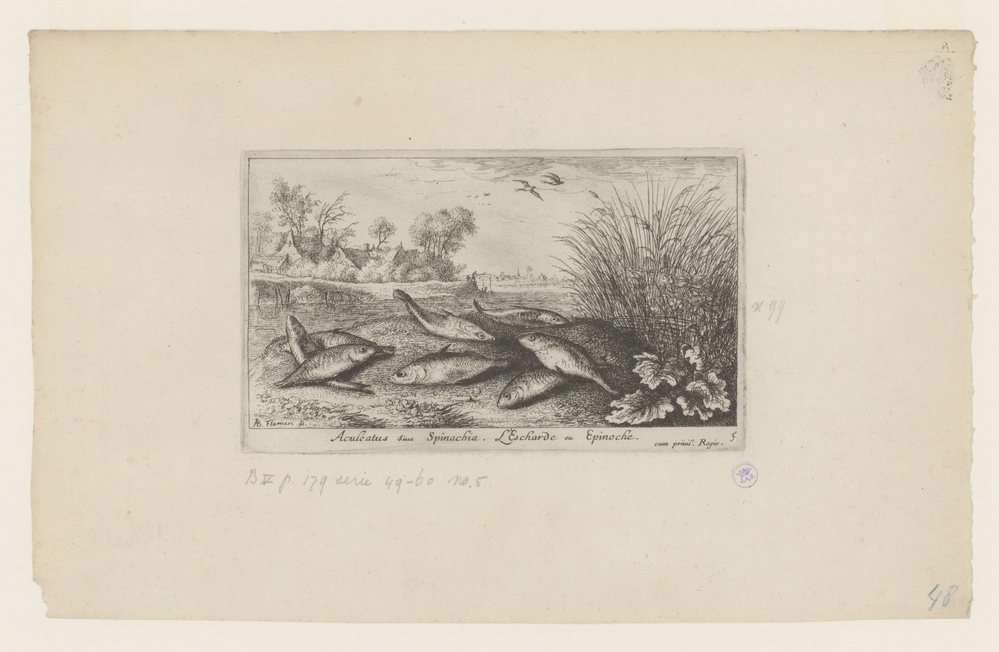 Stekelbaarzen op een rivieroever (serie: Vissen en andere zeedieren - zoetwater. tweede reeks)