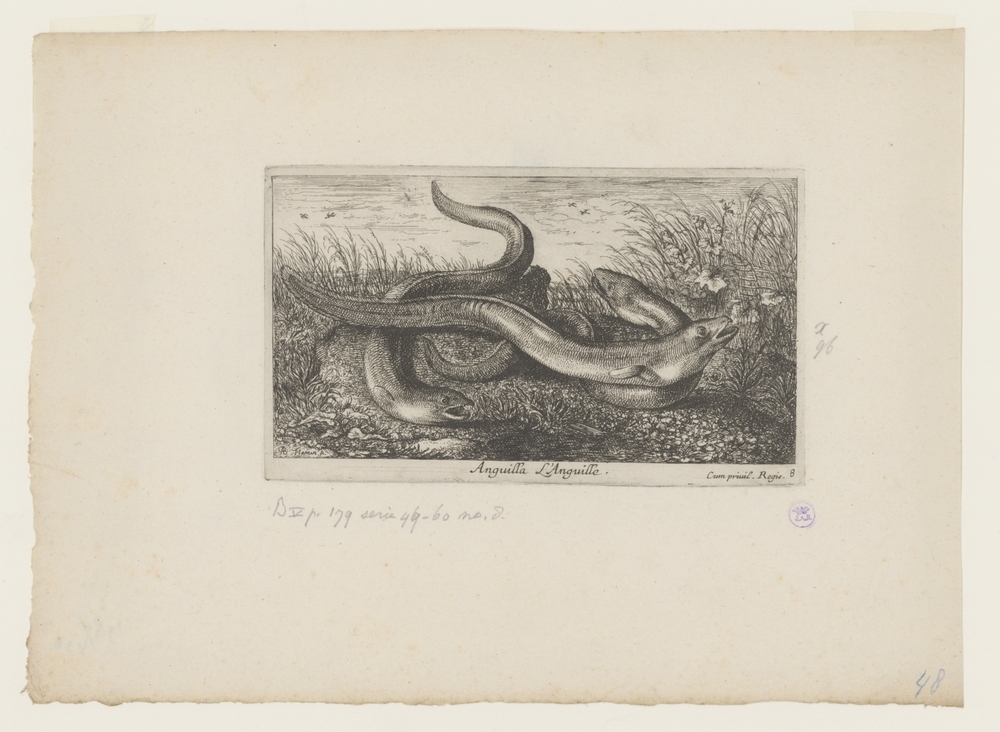 Drie palingen in het gras (serie: Vissen en andere zeedieren - zoetwater tweede reeks)