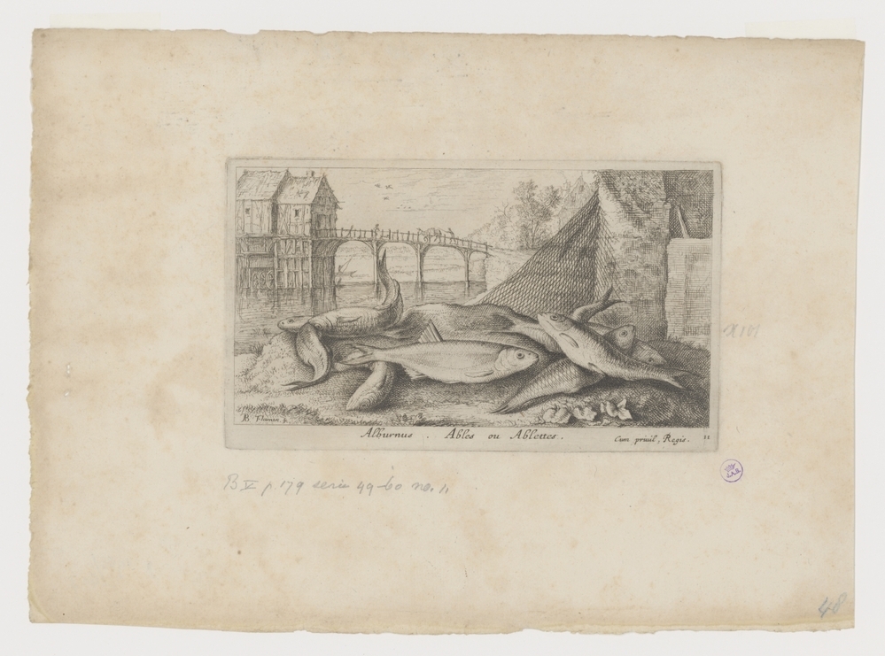 Alvers op een rivieroever (serie: Vissen en andere zeedieren - zoetwater tweede reeks)