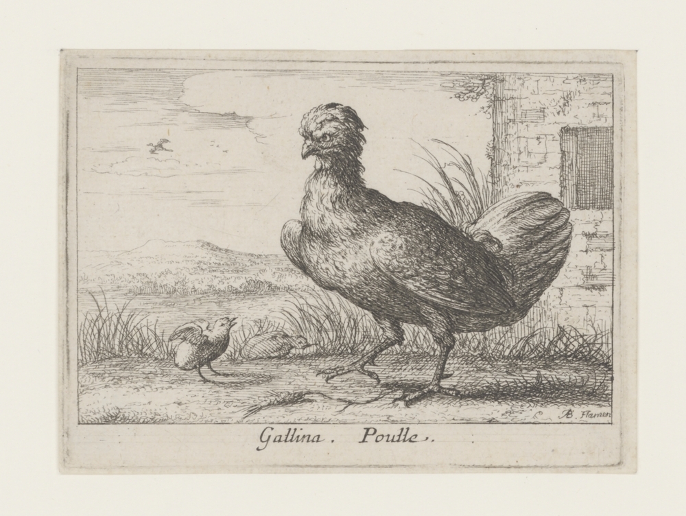 Kip met kuiken (serie: Dertien vogelsoorten)