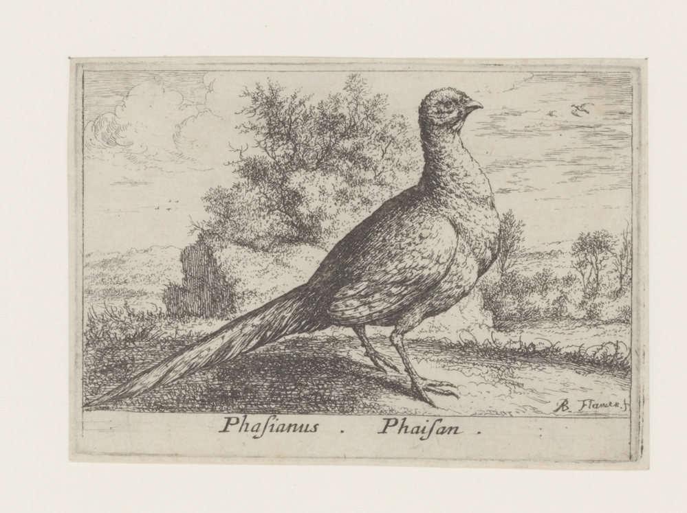 Fazant in een landschap (serie: Dertien vogelsoorten)