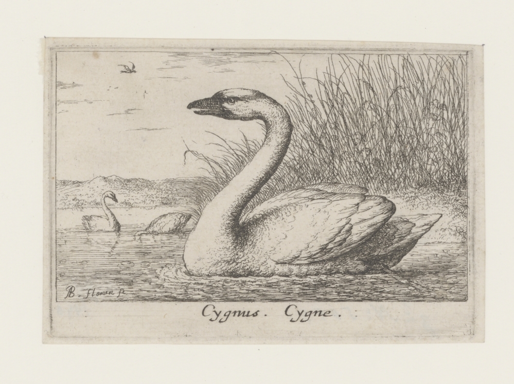 De Zwaan (serie: Dertien vogelsoorten)