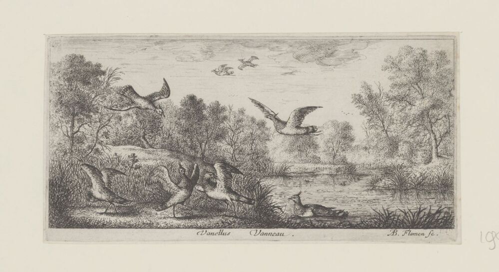 Landschap met kieviten (serie: Vogelboek)