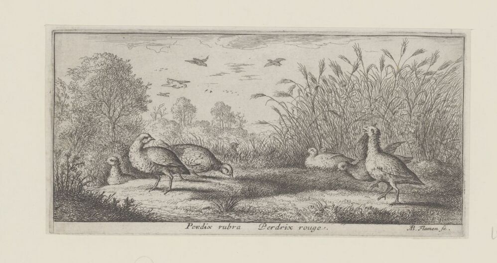 Landschap met rode patrijzen (serie: Vogelboek)