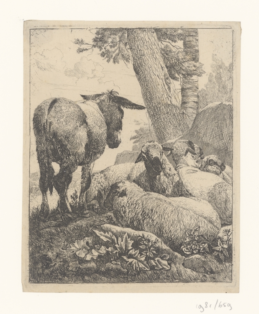 Vier liggende schapen en een ezel