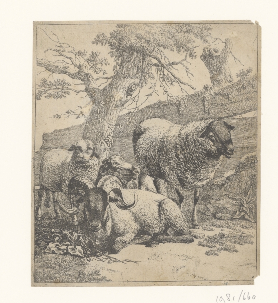 Drie schapen en ram (serie: Beestenboekje )