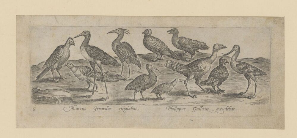 Vogels (steltlopers)