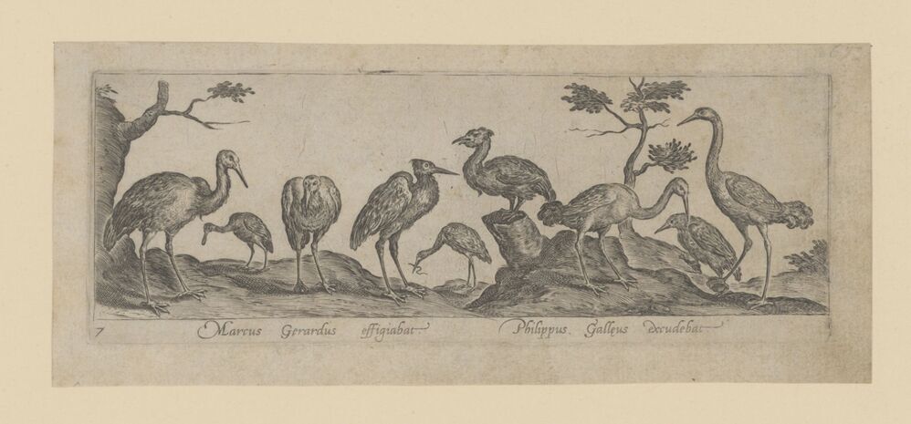 Vogels (steltlopers)