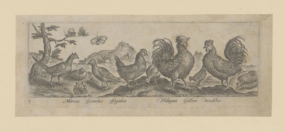 Vogels (hoenders) en vlinders