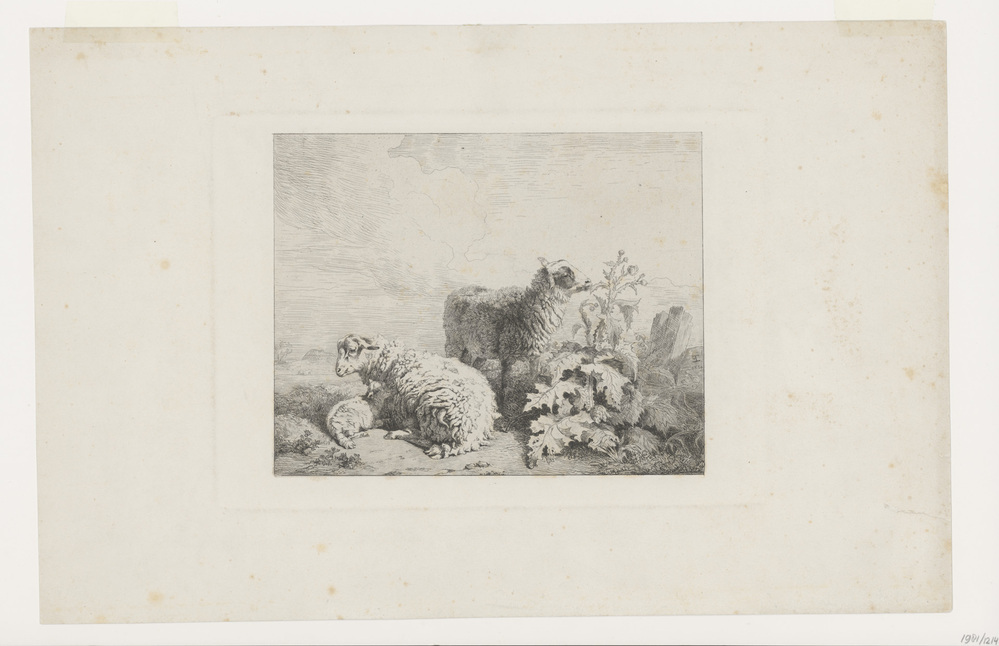 Twee schapen en een lam