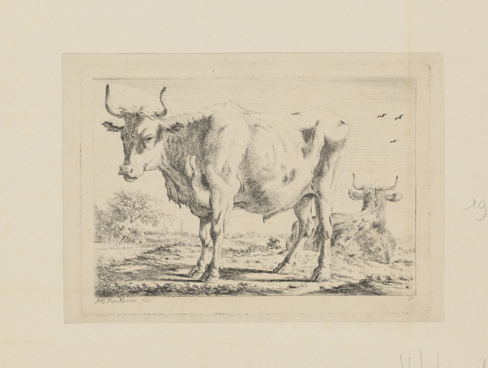 Twee koeien in landschap