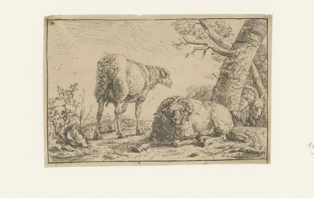 Ram, schaap, geit (uit serie)