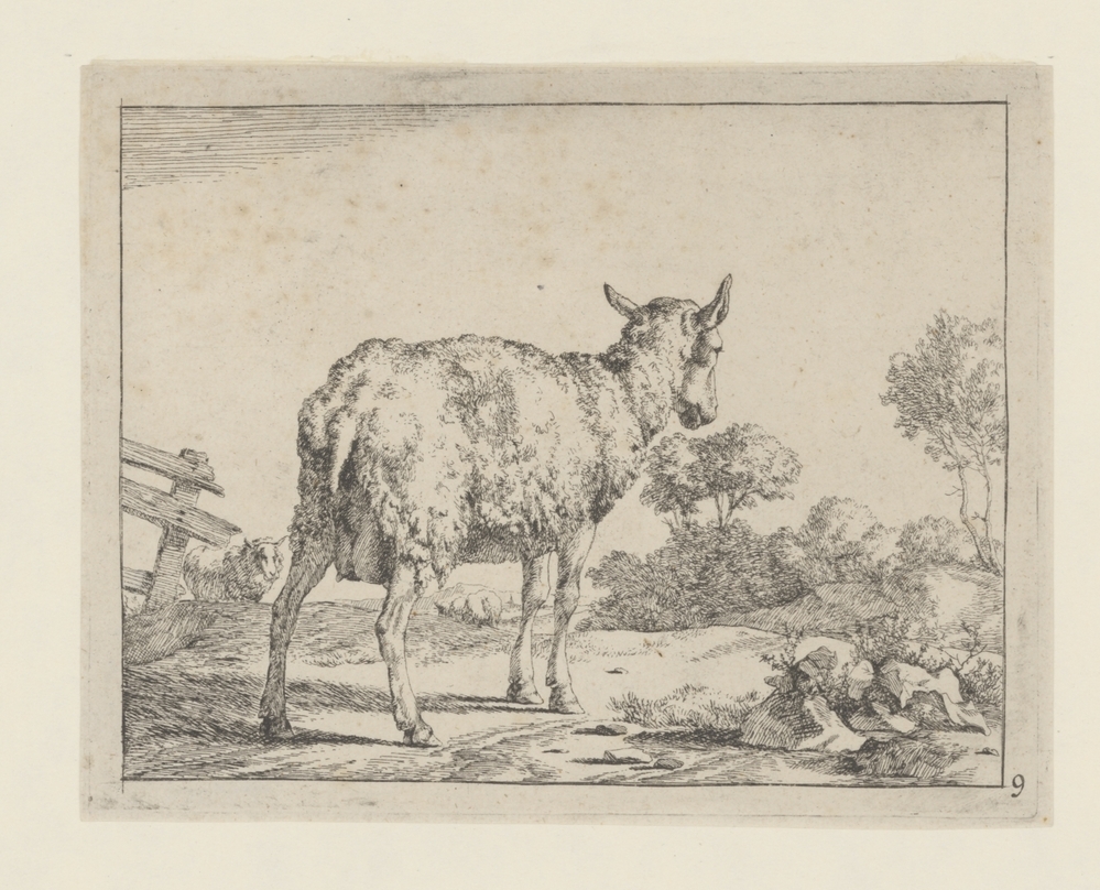 Schaap in landschap (uit serie)