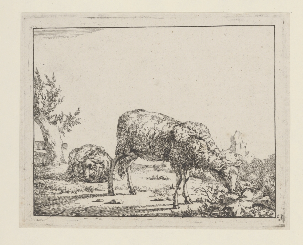 Grazend en slapend schaap (uit serie)