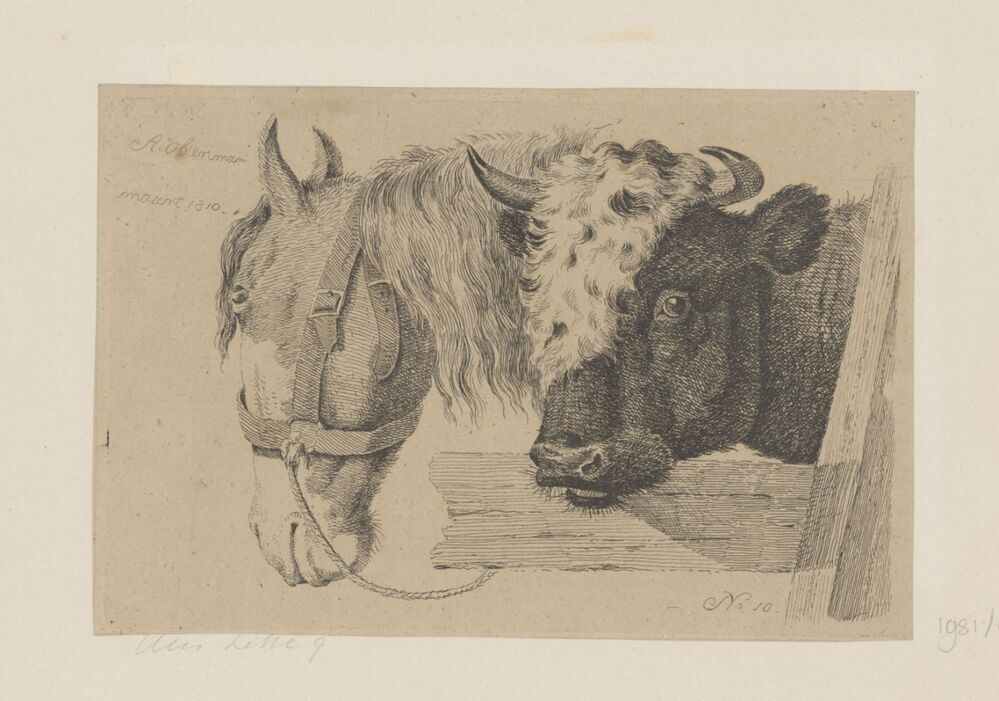 Studie: Koeienkop en paardenhoofd (uit serie)