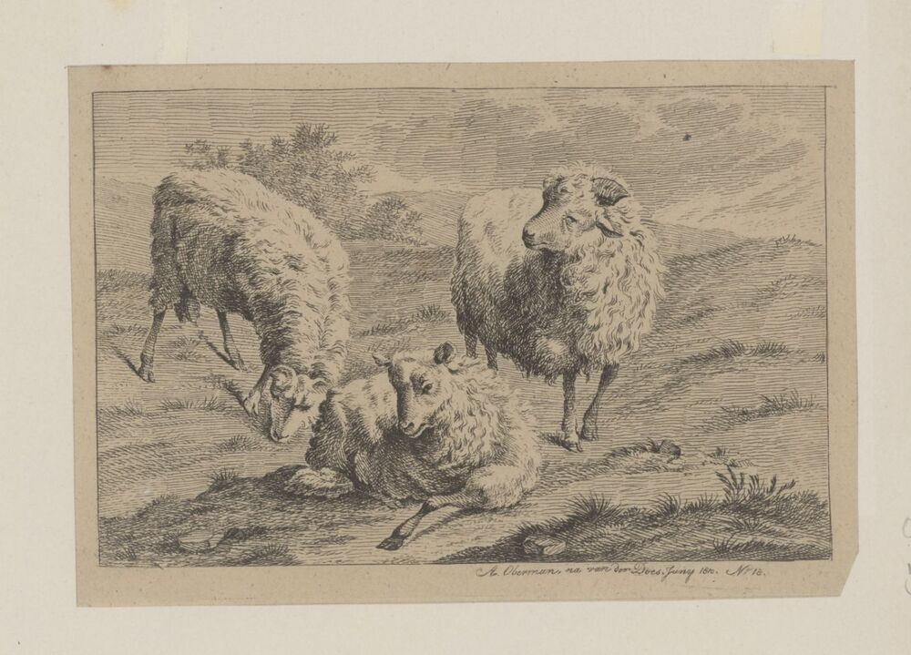 Drie schapen in landschap (uit serie)