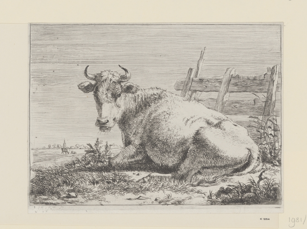 Liggende koe voor een hek